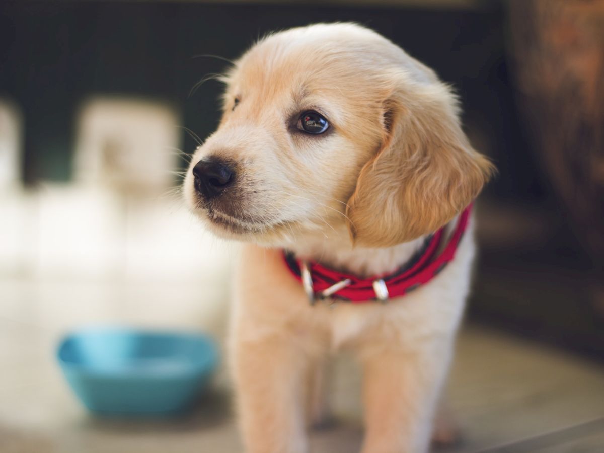 A golden retriever puppy wearing a red collar stands indoors next to a blue bowl, looking away.